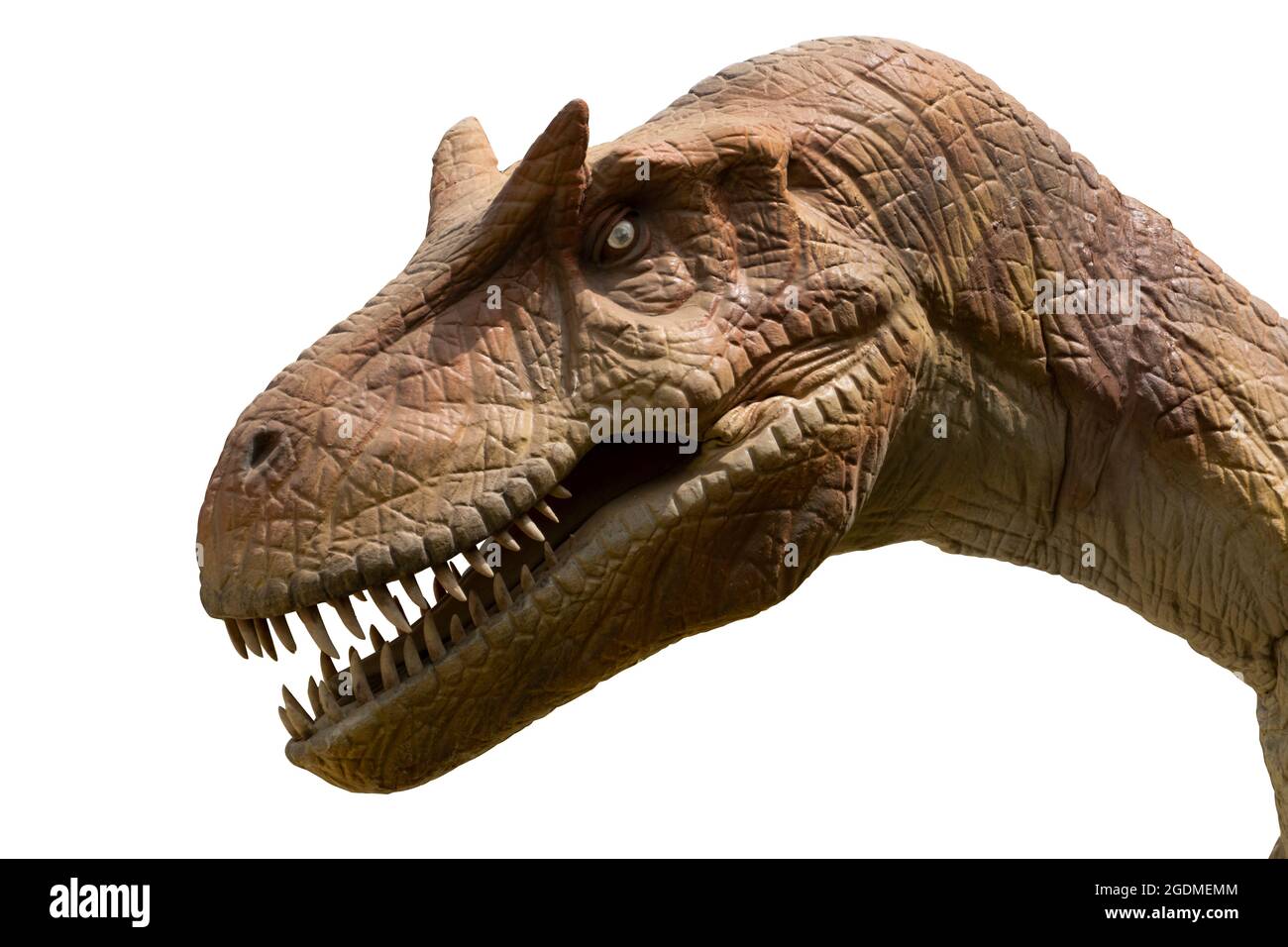 Allosaurus Isoliert Auf Weißem Hintergrund. Allosaurus ist EIN Carnivore Dinosuar, der in der jurazeit lebte Stockfoto