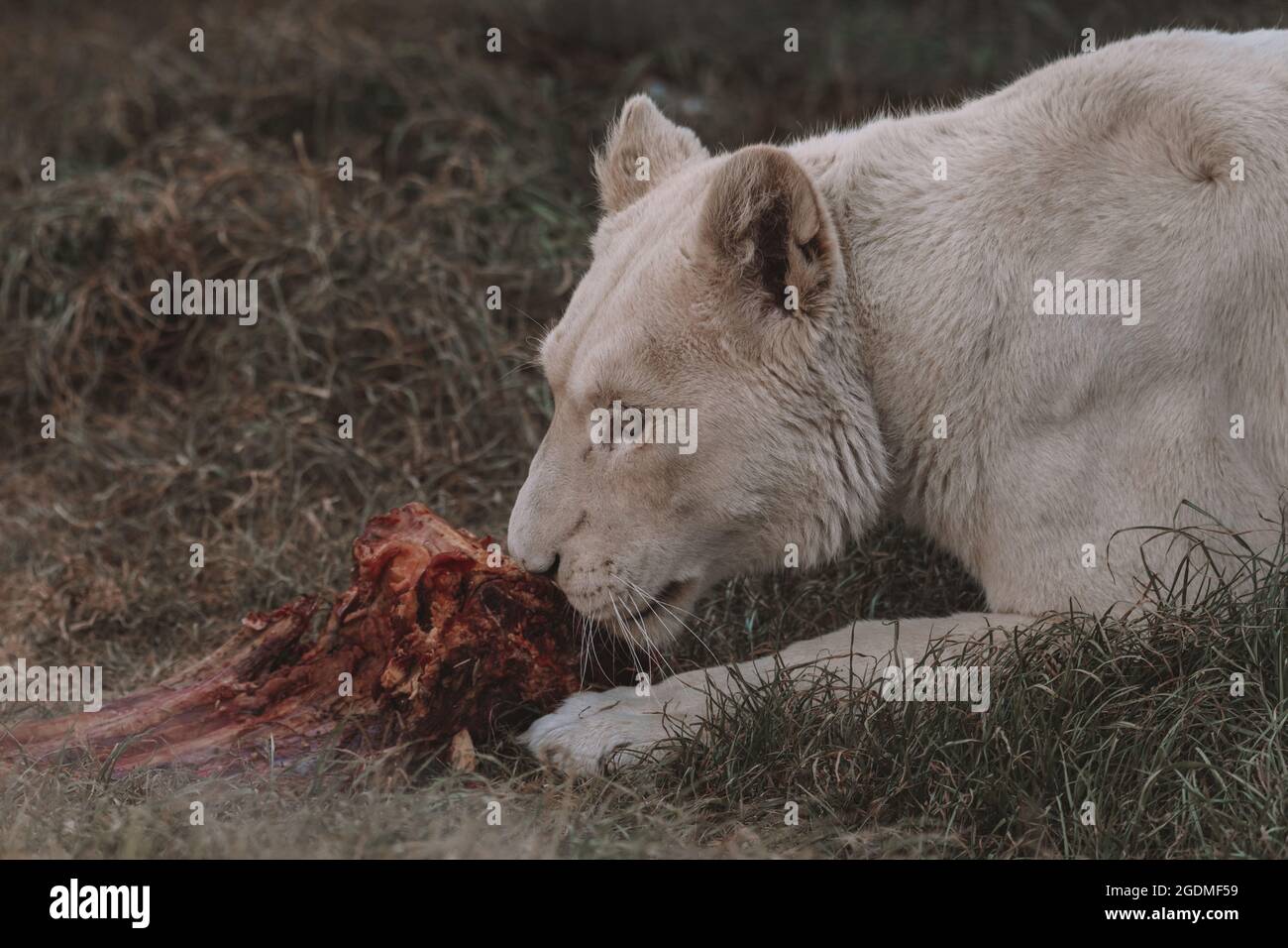 Weiblicher weißer Löwe, der auf einem Feld isst. Stockfoto