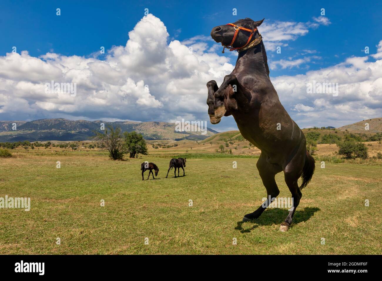 Pferd steht auf den Hinterbeinen auf den Wiesen Stockfoto