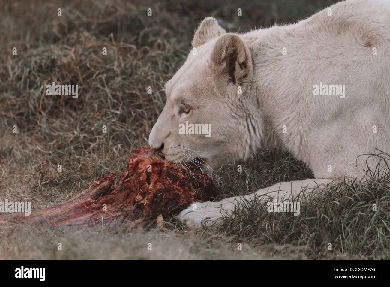 Weiblicher weißer Löwe, der auf einem Feld isst. Stockfoto