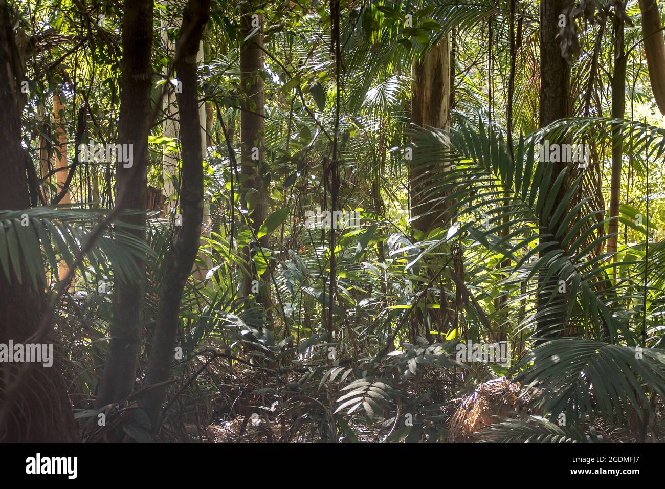 Dichtes, grünes Unterholz aus subtropischem Regenwald im Tiefland mit Kaugummistämmen, Palmen und Zahnfleischbäumen. Sonnig, Winter, Tamborine Mountain, Australien. Stockfoto