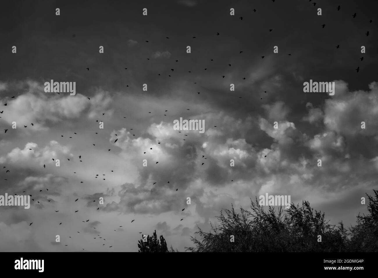 Tanz der Vögel in einem bewölkten Himmel Stockfoto