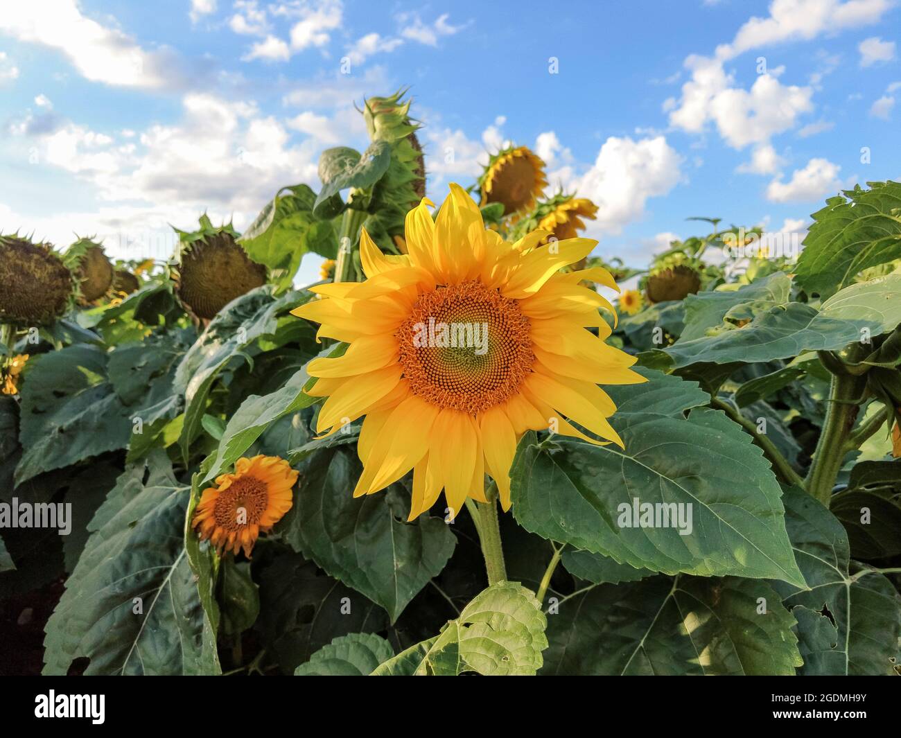 Eine perfekte Sonnenblume auf dem Feld gegen blauen Himmel mit geschwollenen Wolken. Sommerzeit. Stockfoto