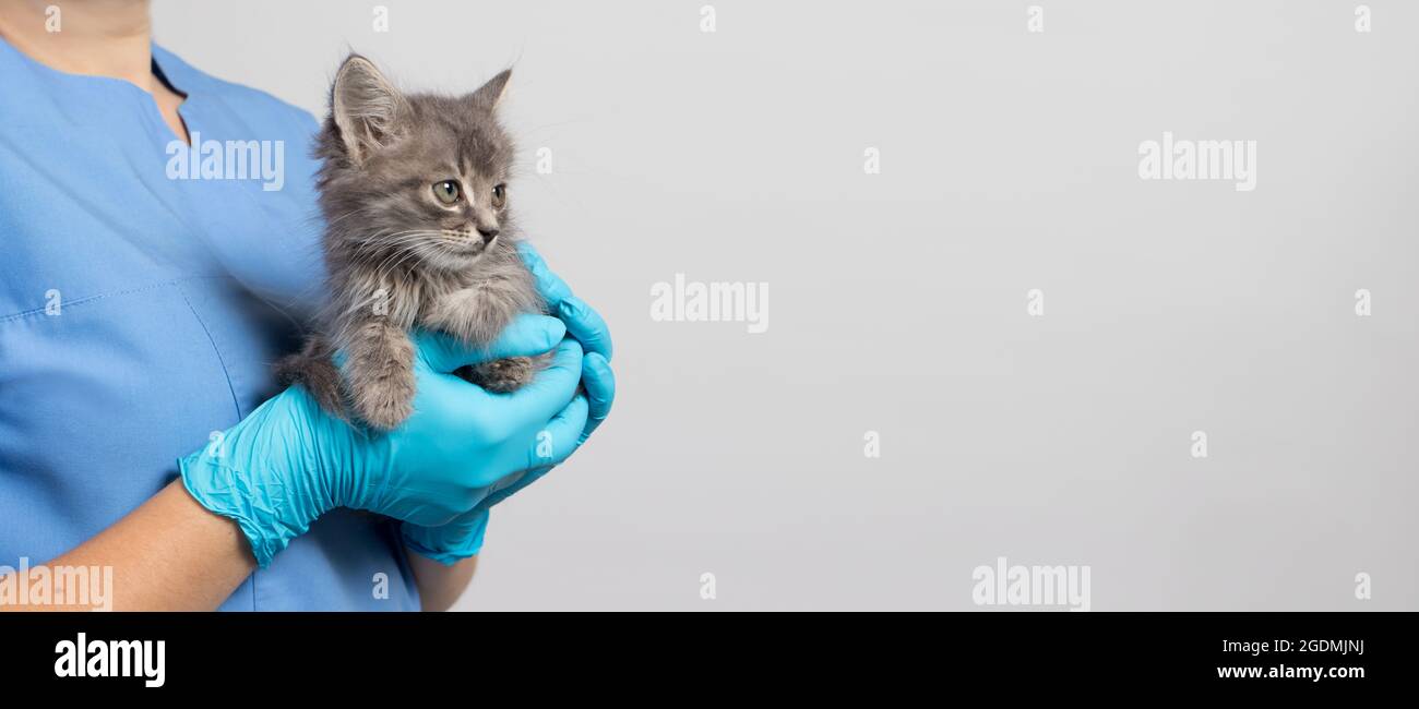 Ein tierärztlicher Katzenarzt für Tiere in einer medizinischen Uniform und Handschuhen hält ein kleines Kätzchen in der Hand. Veterinärklinik. Platz für Text-Banner kopieren. Stockfoto