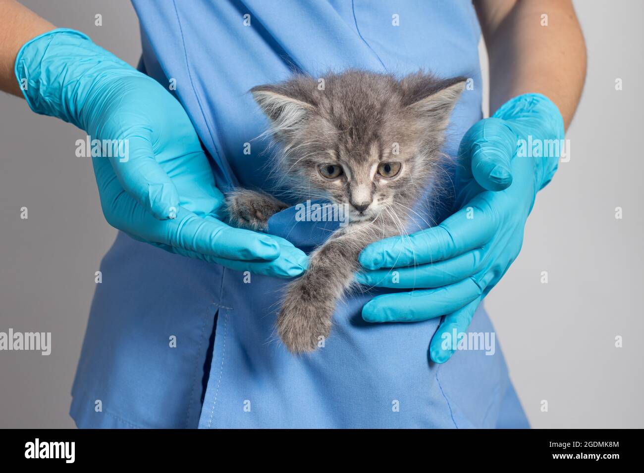 Ein Tierarzt in einer medizinischen Uniform und Handschuhen hält ein graues Kätzchen in der Tasche. Tierklinik Stockfoto