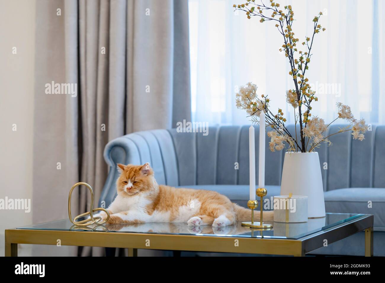 Niedlicher Ingwer mit weißer Brustkatze sitzt stolz auf dem Glastisch im Wohnzimmer zu Hause Stockfoto