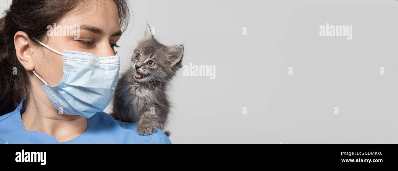 Langes Banner für die Tierklinik. Tierarzt und Kätzchen. Labor und Behandlung von Katzen, Ort für Text. Stockfoto