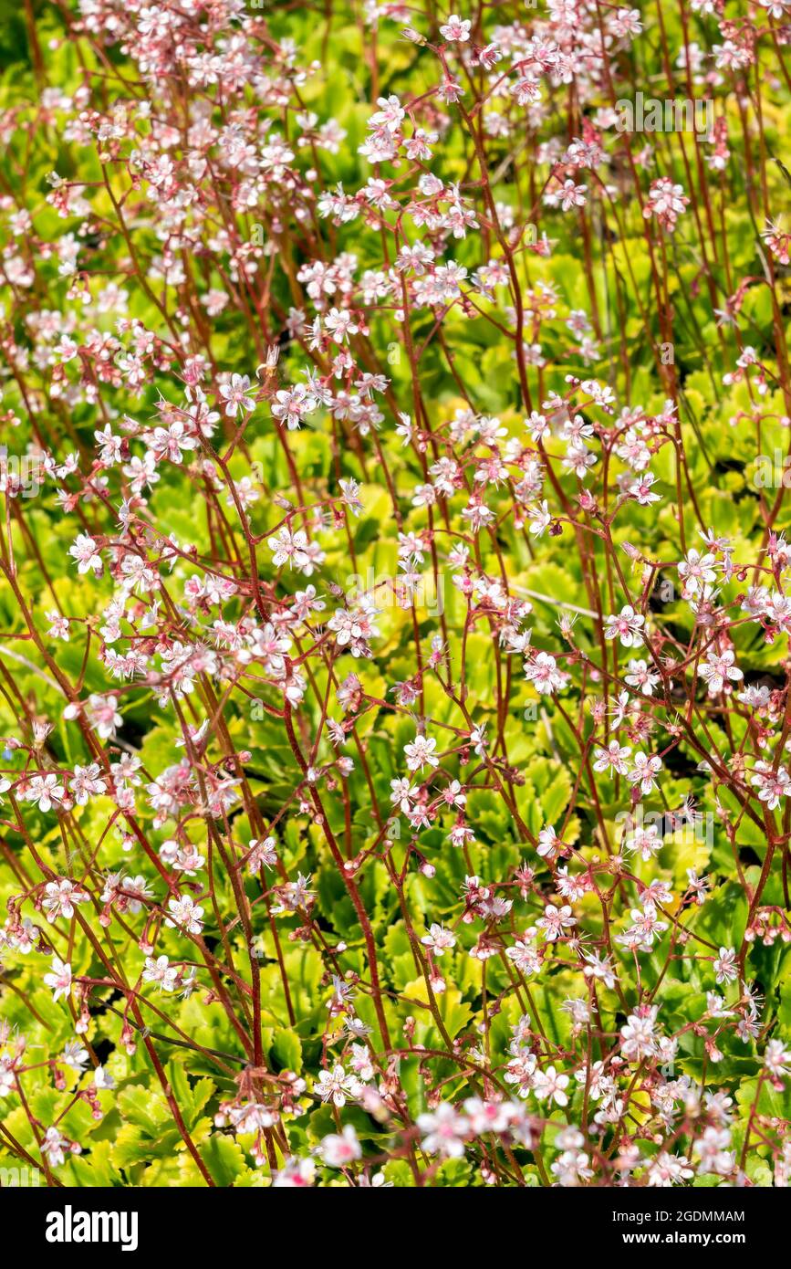 Saxifraga x urbium eine im Frühling blühende Sommerpflanze mit einer rosa weißen Sommerblüte, die allgemein als London Pride oder nicht so hübsch, Stock Photo im bekannt ist Stockfoto