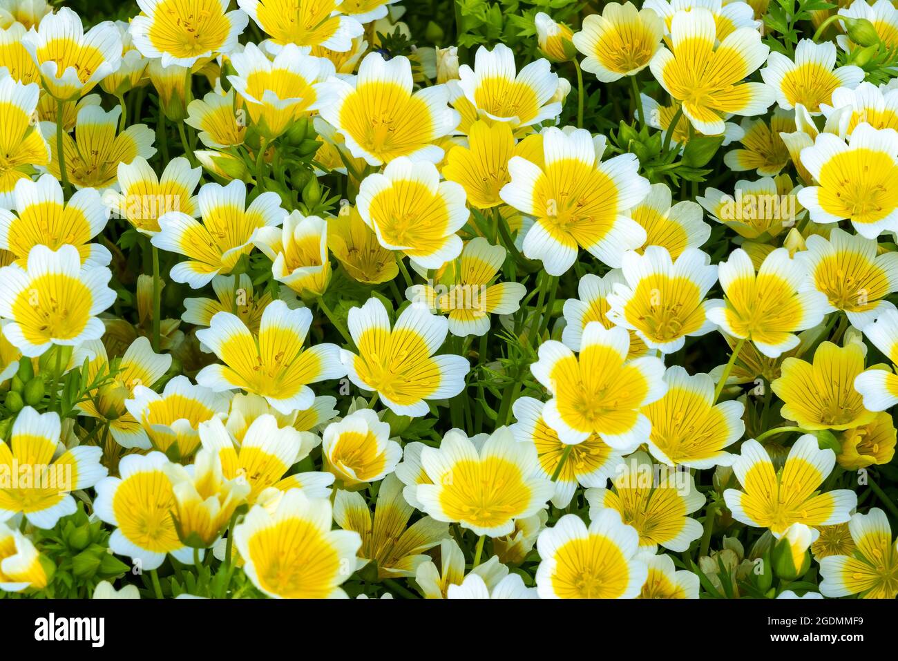 Pochierte Eierpflanze, (Limnanthes douglasii) eine gemeinsame, jährliche Gartenblumenpflanze, die im Frühling, Sommer und Herbst wächst, Stockfoto Stockfoto