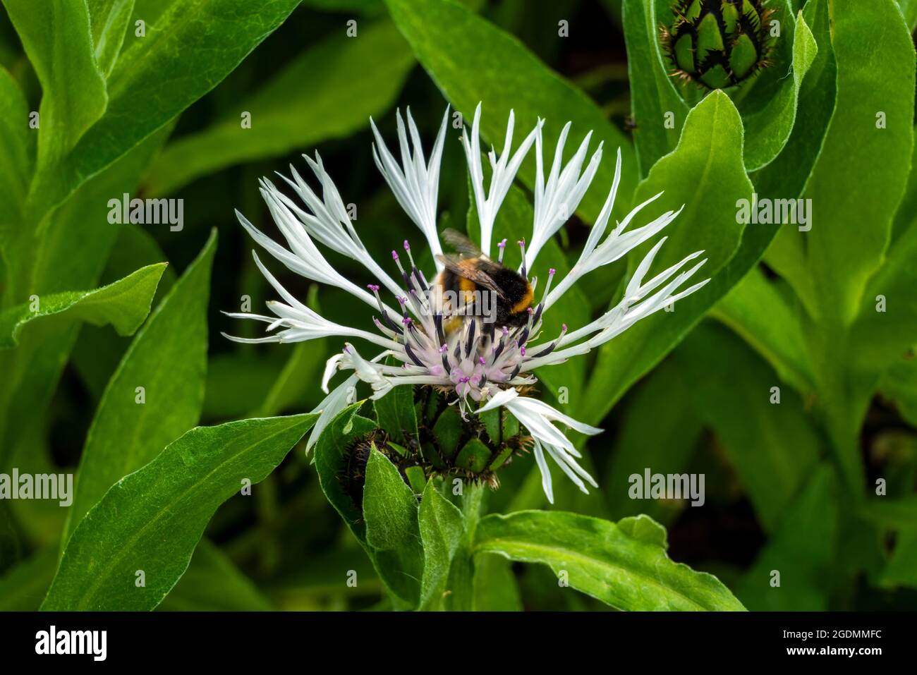 Centaurea montana 'Alaba' eine Sommer blühende Pflanze mit einer zerlumpten, blühenden Sommerblume, die allgemein als weiße, mehrjährige Kornblume mit Hummel bekannt ist Stockfoto