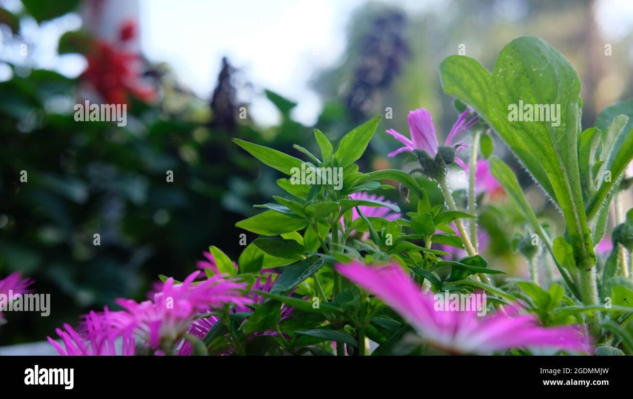 Lila Blüten und grüne Blätter im Park Stockfoto