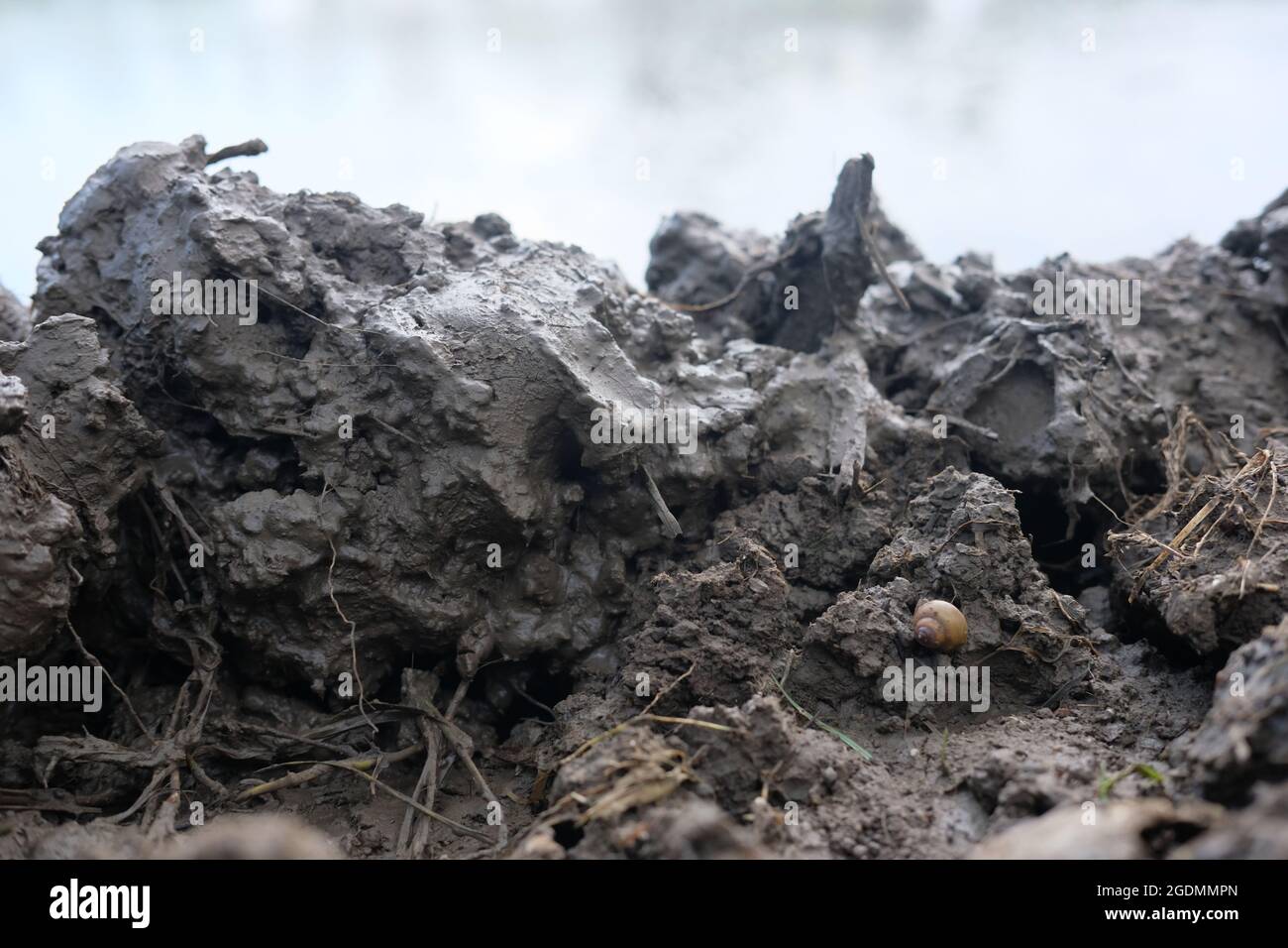 Feld Schlamm zufällig platziert und Schnecke darauf Stockfoto