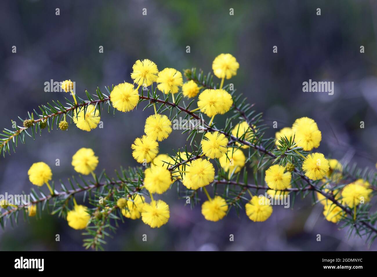 Gelbe kugelförmige Blüten und feine stachelige Blätter des australischen Ureinwohner Hedgehog Wattle, Acacia echinula, Familie Fabaceae, wächst in Sydney Stockfoto
