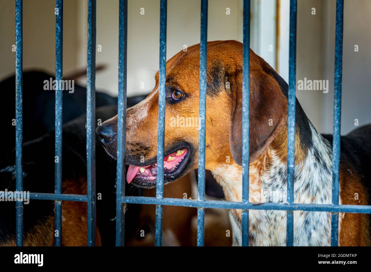 Das Festival of Hunting, das größte eintägige Treffen von Jagdhunden, für eine Hundeausstellung im Land auf dem Peterborough Showground Stockfoto