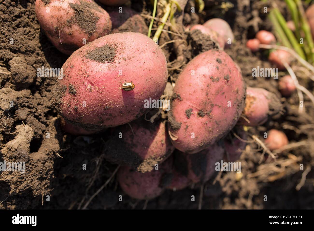 Colorado Käfer sind kein Hindernis, um große Erträge an Bio-Kartoffeln zu erwachsen. Stockfoto