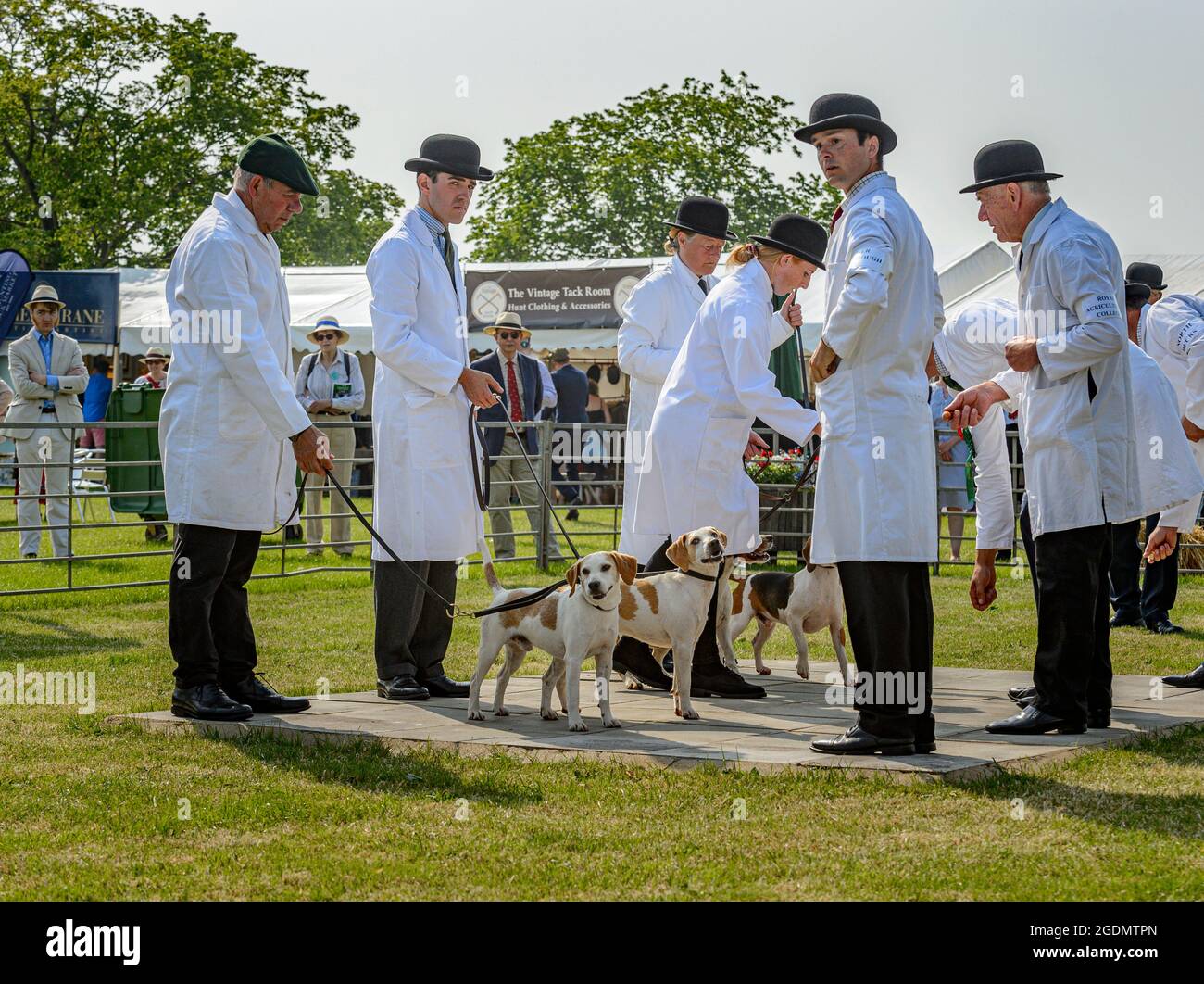 Das Festival of Hunting, das größte eintägige Treffen von Jagdhunden, für eine Hundeausstellung im Land auf dem Peterborough Showground Stockfoto