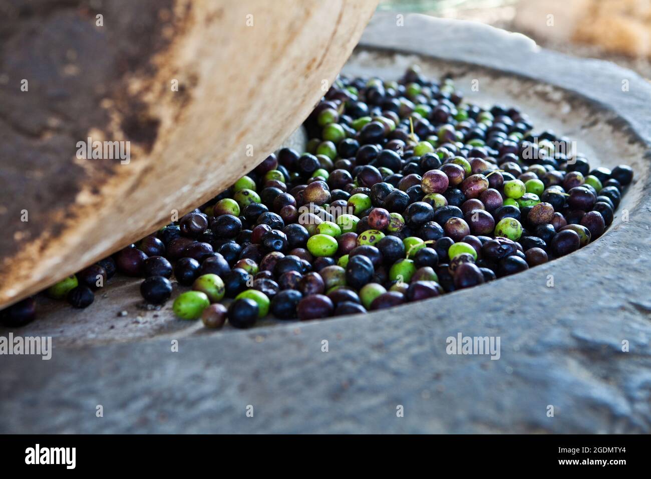 Oliven in einer alten Steinpresse. Der obere, schwere Mühlstein extrahiert das Öl aus den Oliven Stockfoto