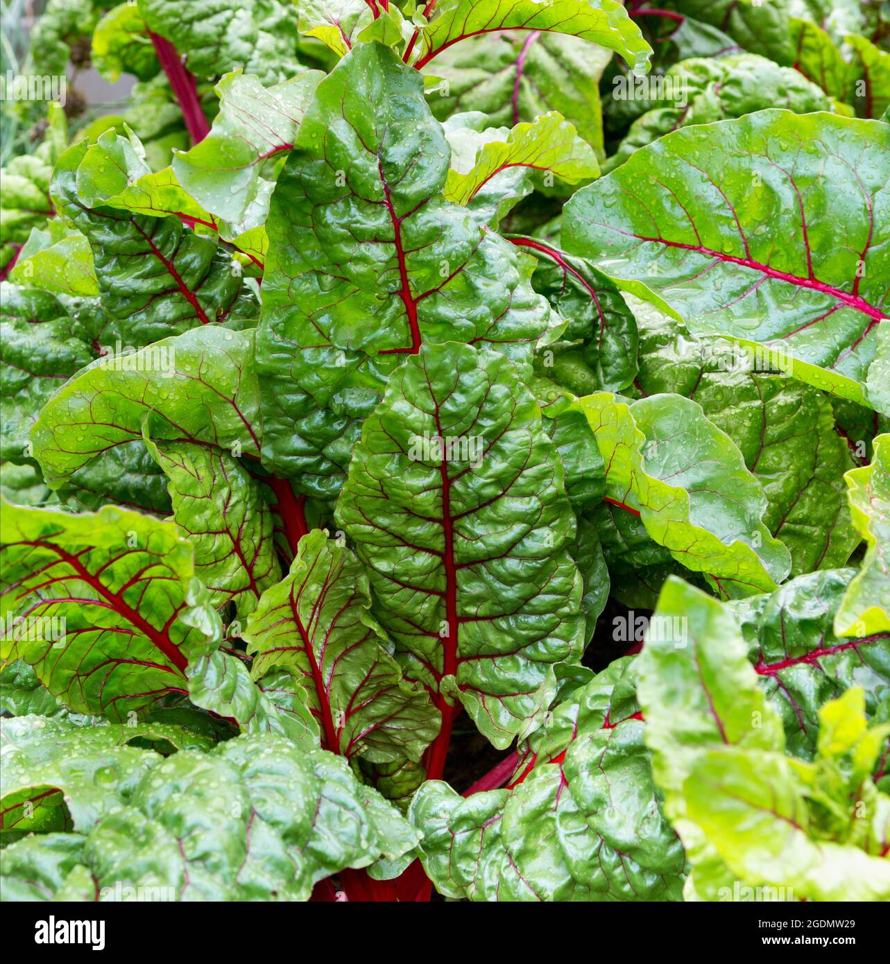 Rübenblatt. Mit Wassertropfen überzogene Rübenblätter schließen sich an. Wachsende Rote Beete (Beta vulgaris). Stockfoto