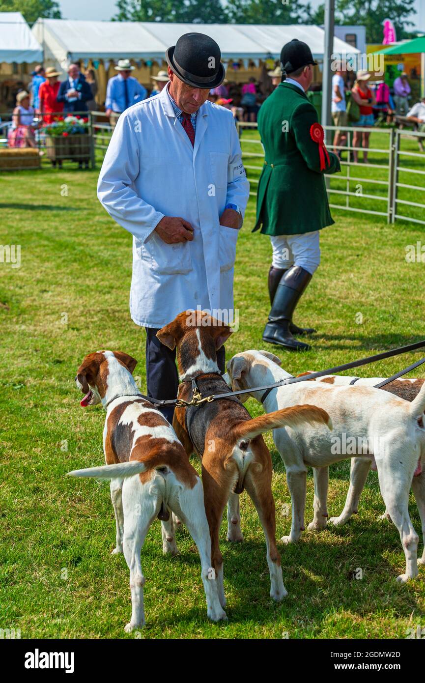 Das Festival of Hunting, das größte eintägige Treffen von Jagdhunden, für eine Hundeausstellung im Land auf dem Peterborough Showground Stockfoto
