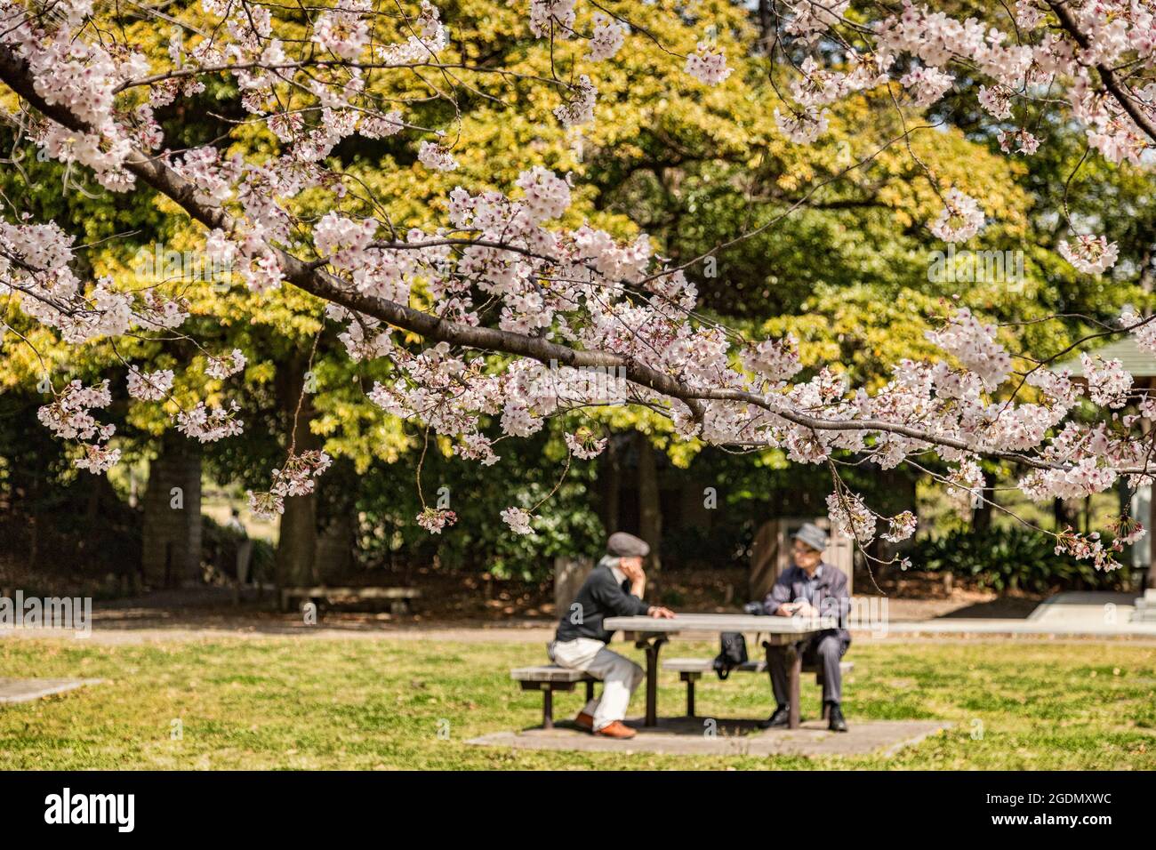 5. April 2019: Tokio, Japan - Kirschblüte im Kiyosumi-Garten, einem traditionellen Landschaftsgarten in Tokio. Fokus auf Vordergrund. Stockfoto