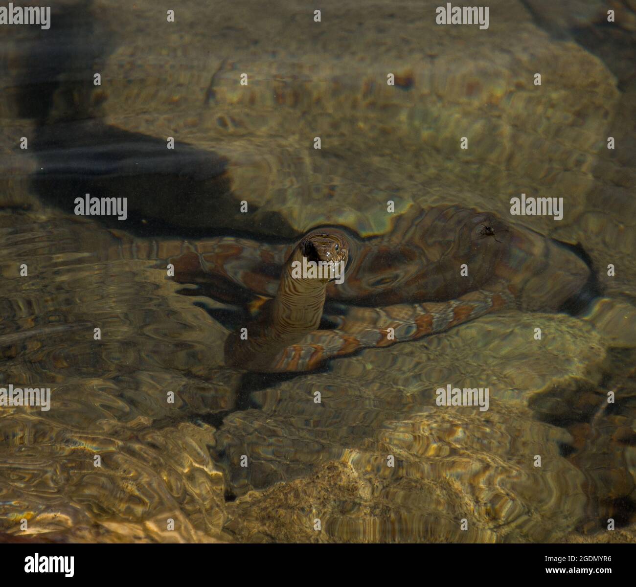 Banded rote schlange -Fotos und -Bildmaterial in hoher Auflösung – Alamy