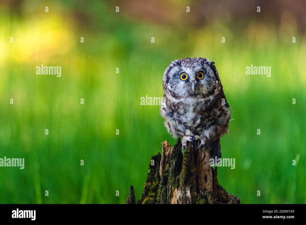 Die boreale Eule oder Tengmalm-Eule (Aegolius funereus), Porträt dieses Vogels, der auf einem Barsch im Wald sitzt. Der Hintergrund ist wunderschön gefärbt, b Stockfoto