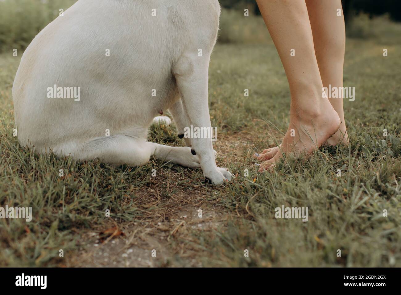 Die Pfoten eines Hundes und eines Mädchens auf grünem Gras. Beauty und Haustiere Konzept. Stockfoto