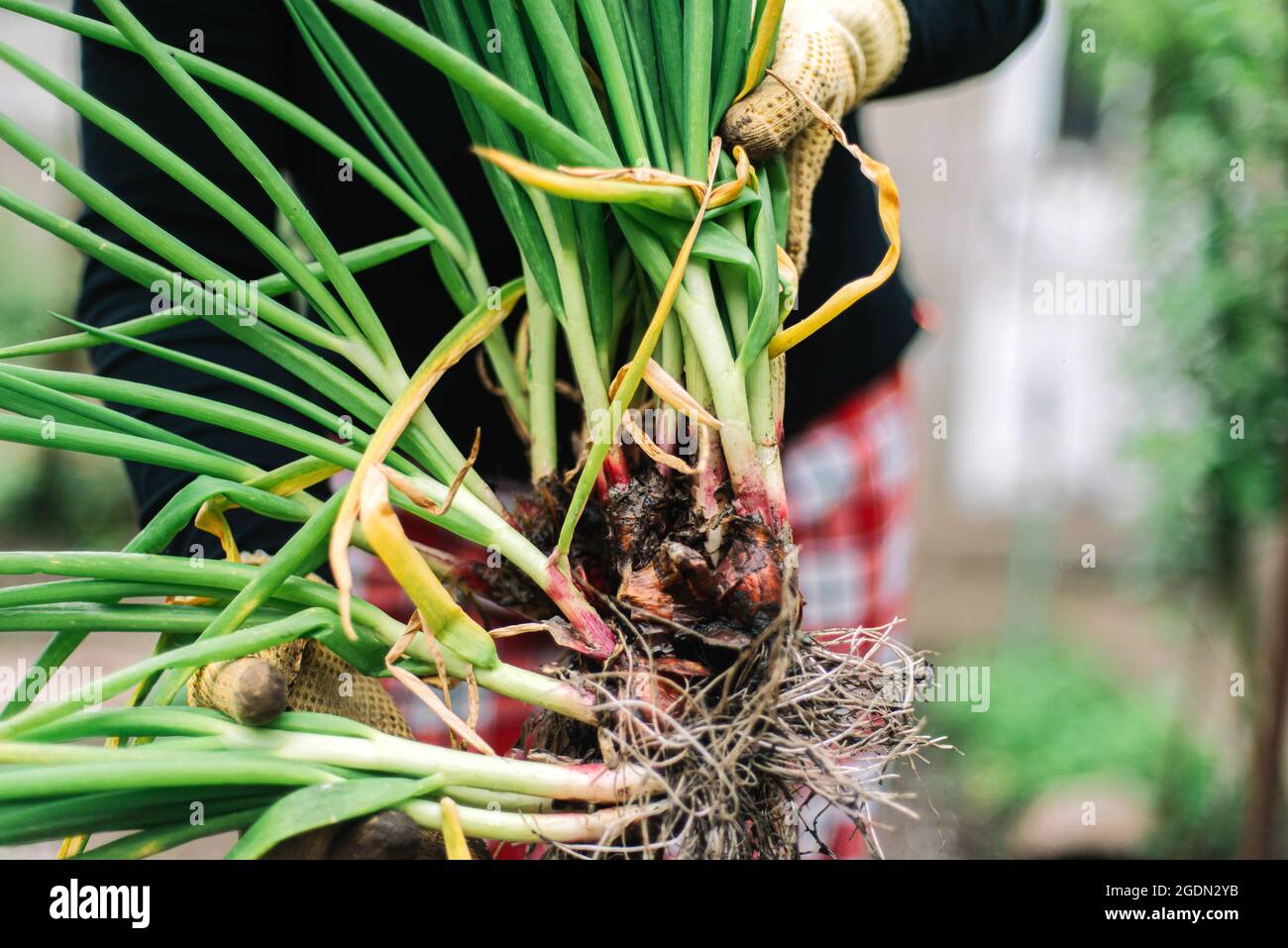 Frau hält frisches Zwiebelgemüse im Garten im Freien Stockfoto