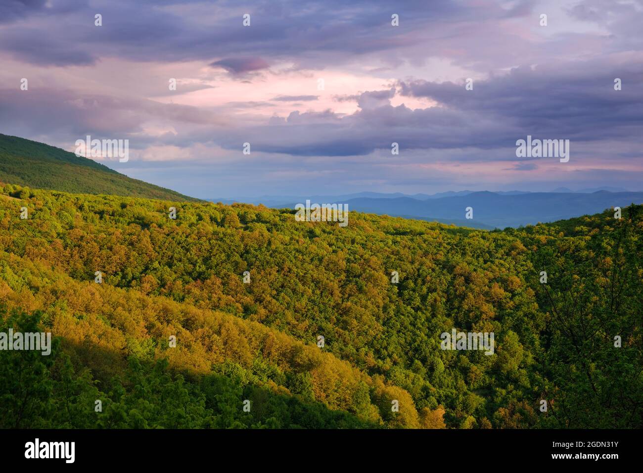 Goldene, gelbe, sonnenbeschienene Wälder unter einem blauen, violetten und wolkigen Sonnenuntergangshimmel Stockfoto