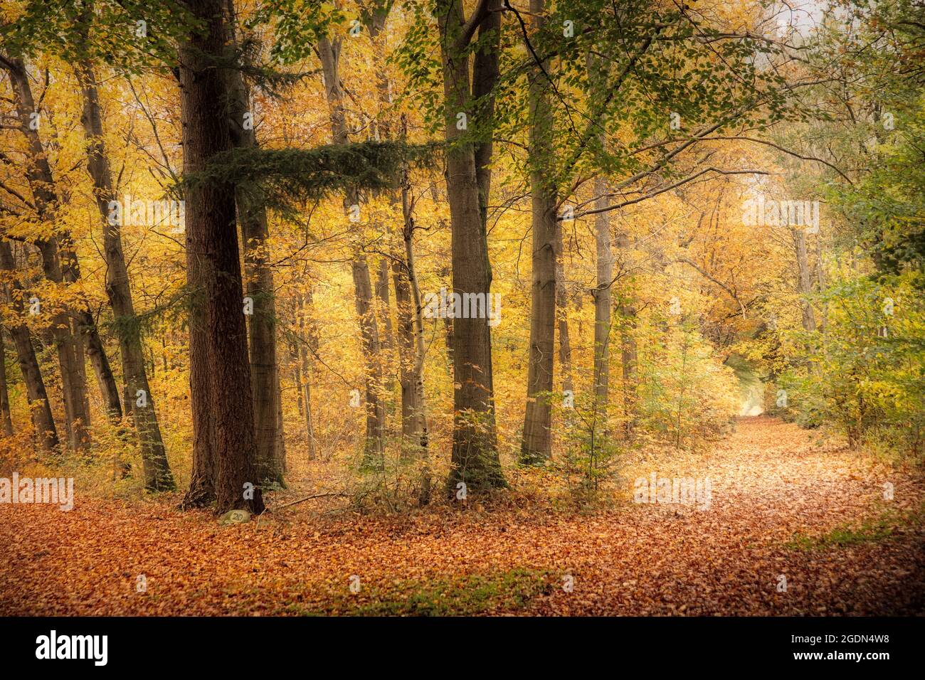 Niederlande, Havelte, Buche und Eichenstraße. Herbstfarben. Stockfoto