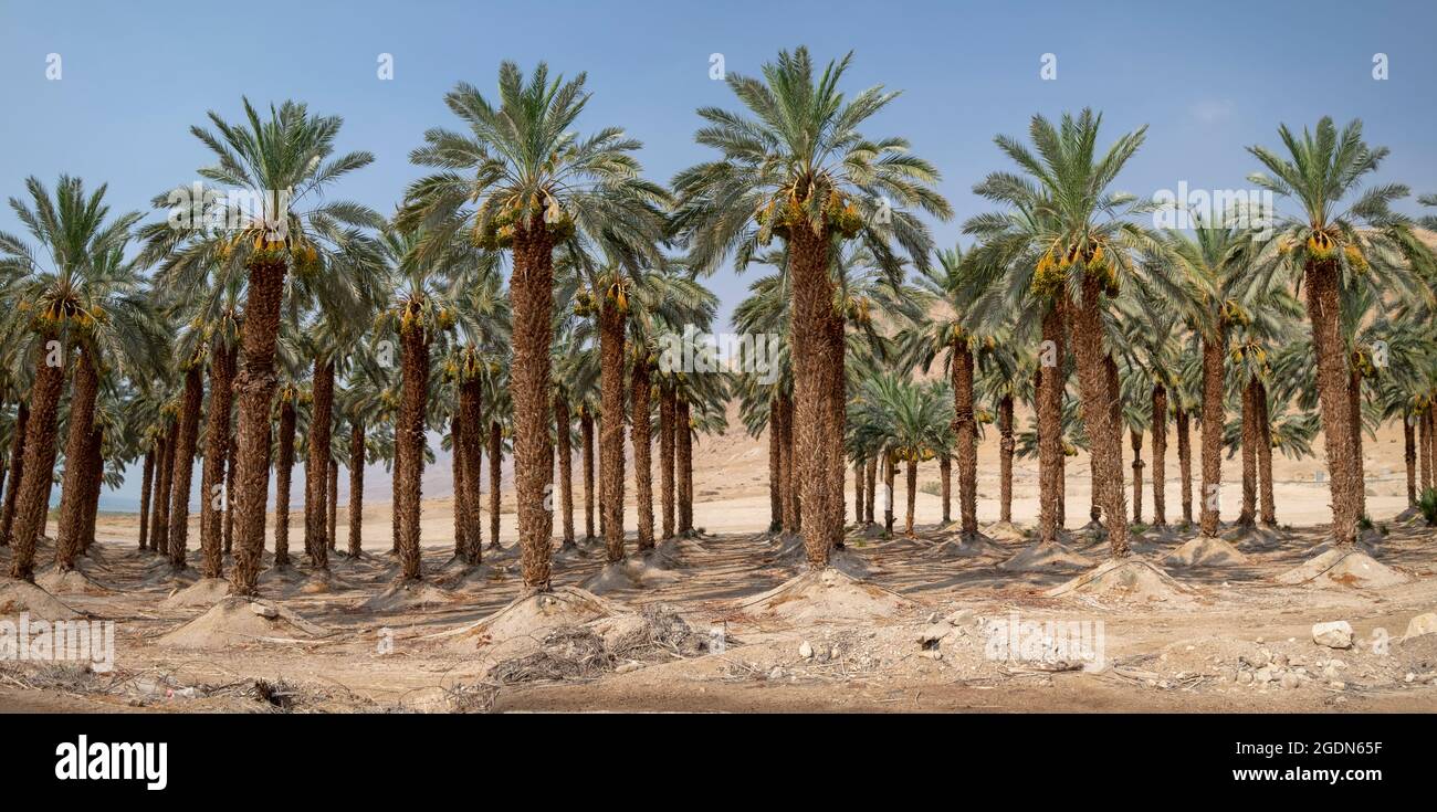 Wüste Landwirtschaft. Palm Tree plantation Fotografiert im Toten Meer Region, Israel Stockfoto