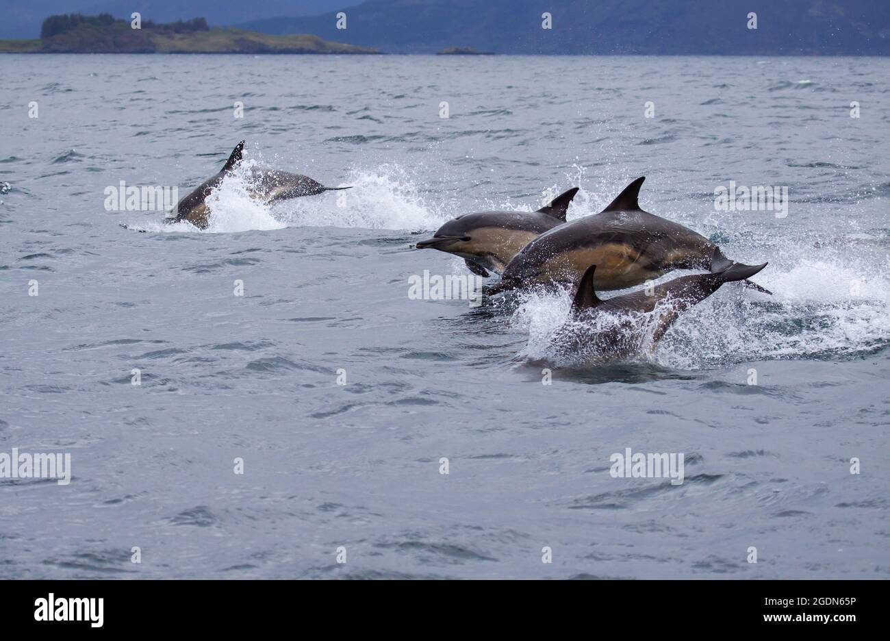 Eine Gruppe von Delfinen, die einem Boot vor Portree auf der Isle of Skye  folgen Stockfotografie - Alamy