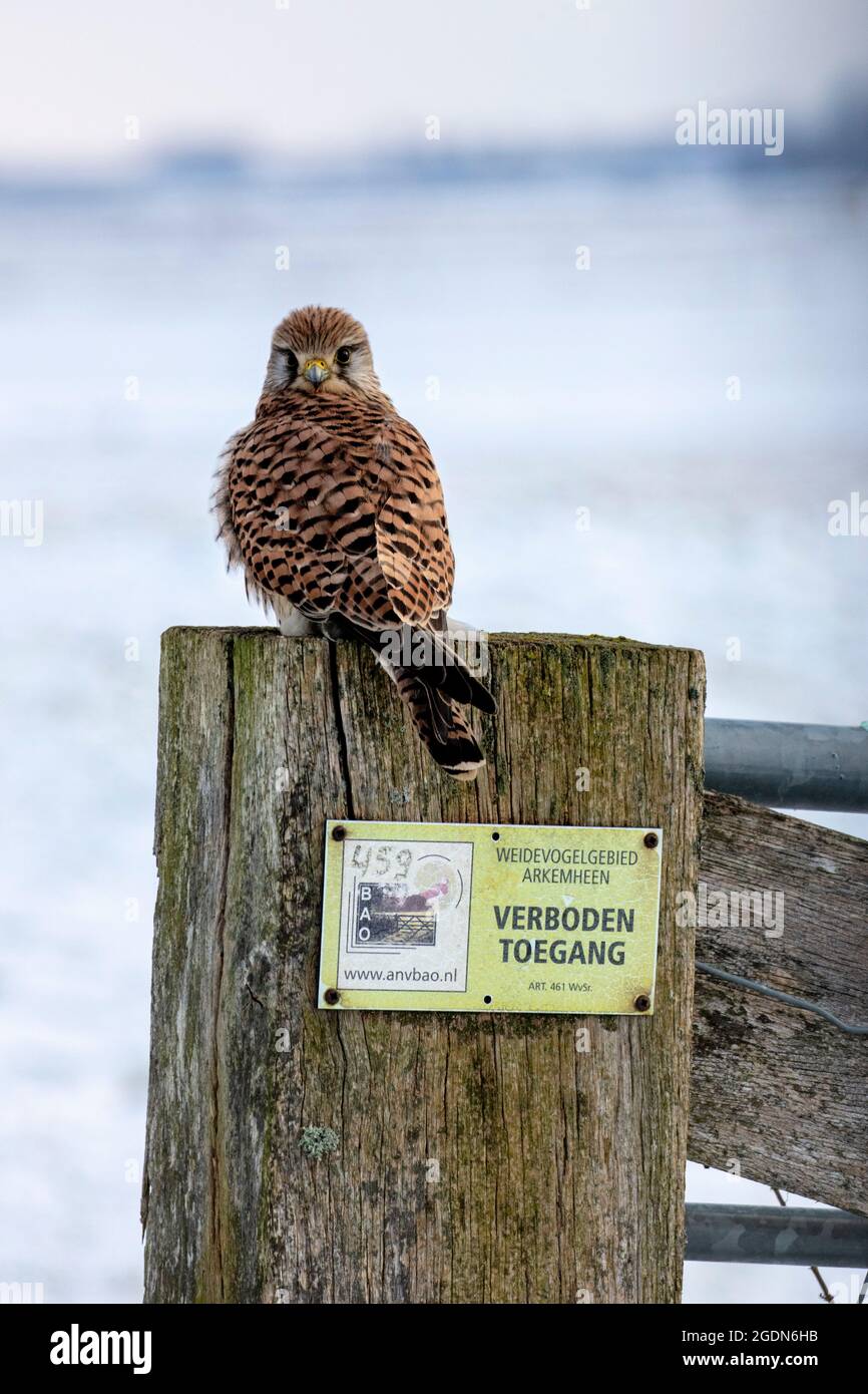 Niederlande, Nijkerk, Naturschutzgebiet Arkemheen polder. Kestrel (falco vespertinus). Kein Eintrittszeichen. Winter, Schnee. Stockfoto