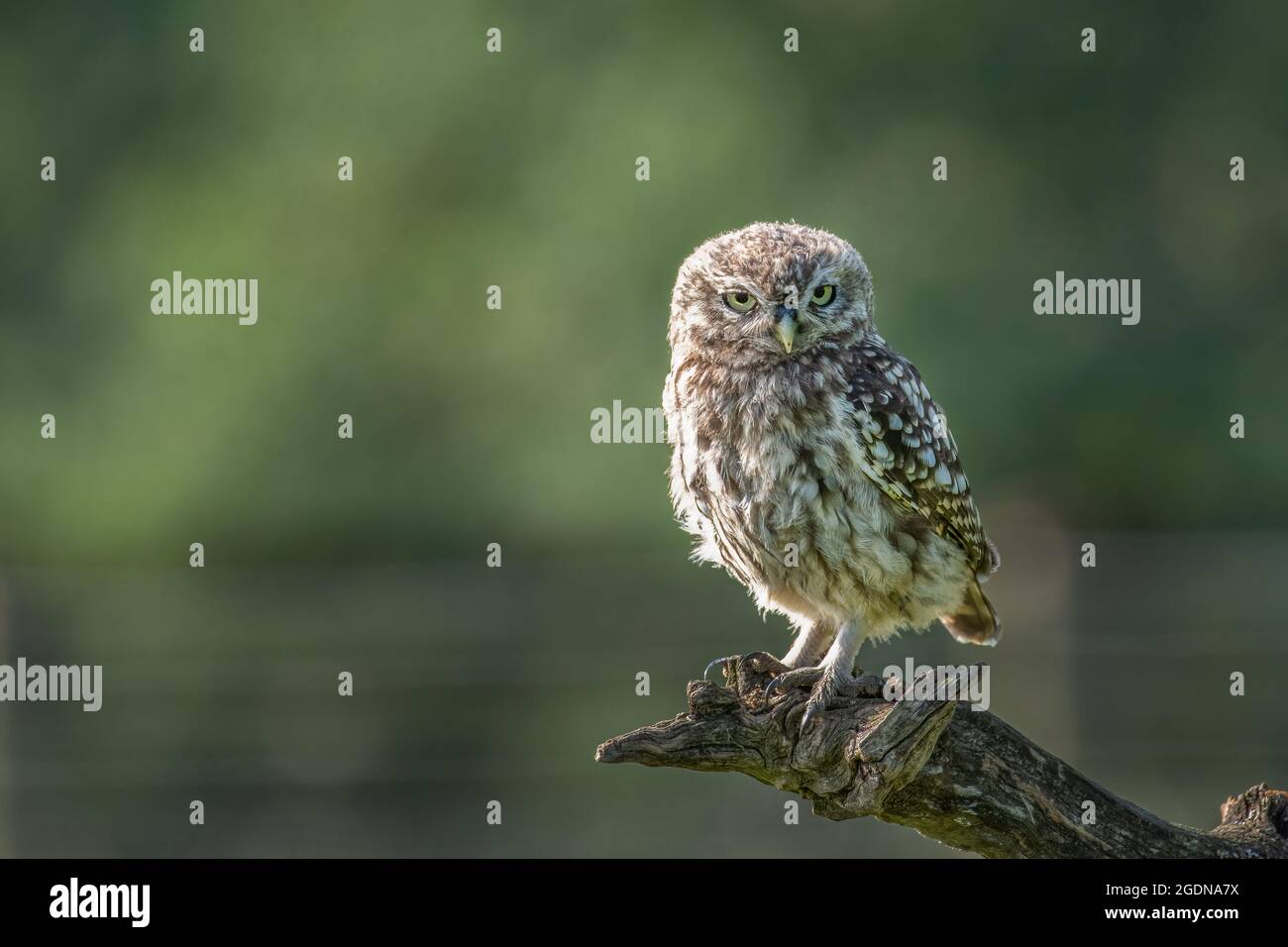 Die kleine Eule schaut auf die Kamera. Stockfoto
