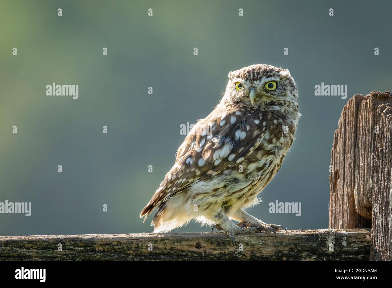 Die kleine Eule schaut auf die Kamera. Stockfoto