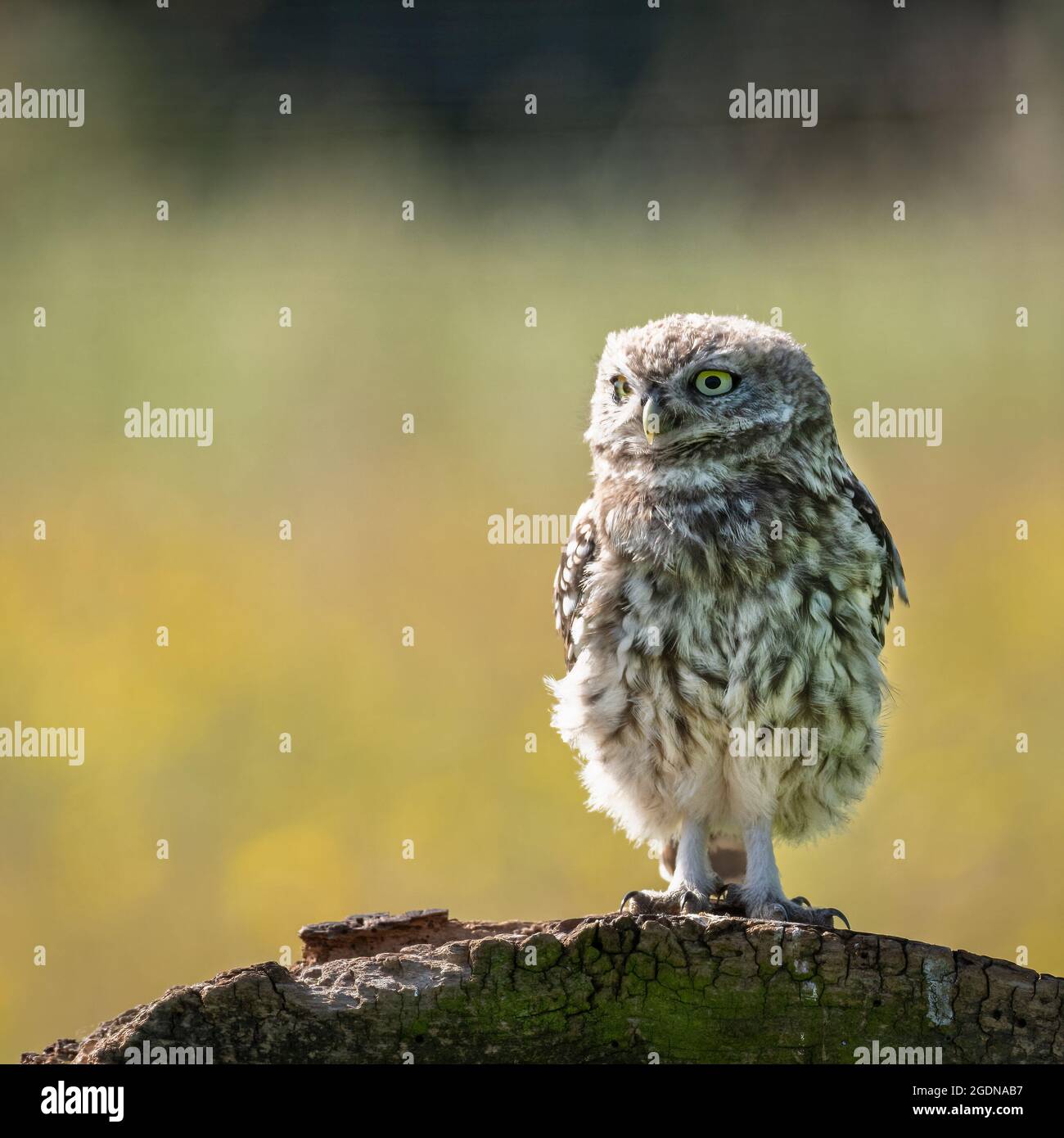 Die kleine Eule schaut auf die Kamera. Stockfoto