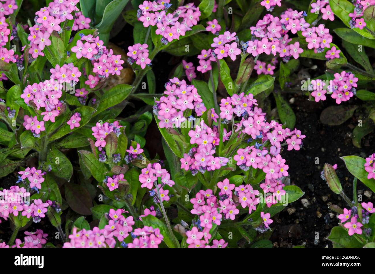 Schöne rosa Blüten von Forget-Me-Not oder Myosotis sylvatica im Garten, Sofia, Bulgarien Stockfoto