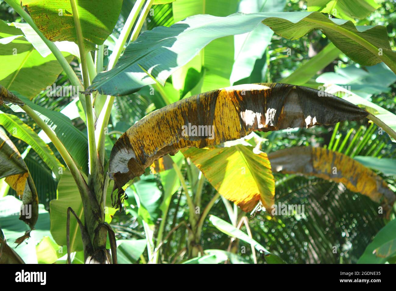 Bananenpflanze mit Sigatoka-Krankheit, einer Pilzerkrankung. Die schwarze  Sigatoka- oder Black Leaf Streak-Krankheit, ist krzlich aus Asien  aufgetaucht und verursacht nun Stockfotografie - Alamy