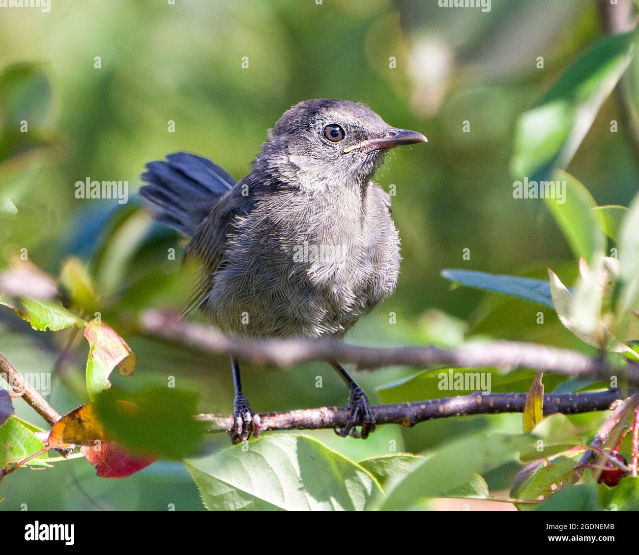 Grauer Catbird Jugendlicher Vogel, der auf einem Zweig mit einem grünen Hintergrund thront, der graues Federgefieder in seiner Umgebung und Umgebung zeigt Stockfoto