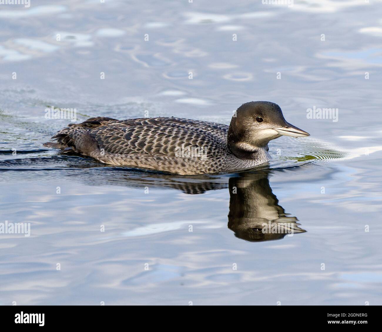 Gemeiner Loon unreifer junger Vogel, der in seiner Umgebung und Umgebung schwimmt und sein heranwachsendes Federgefieder mit einer Spiegelung zeigt Stockfoto