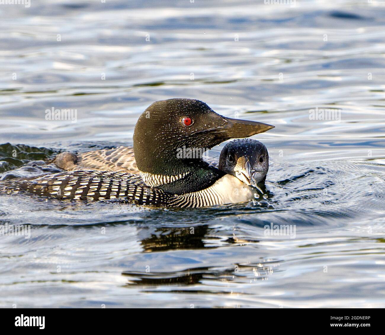 Gewöhnliche Loon mit jungen unreifen Babyloon Nahaufnahme Profil Blick Schwimmen und Kuscheln in ihrer Umgebung und Lebensraum Umgebung. Loon-Bild. Stockfoto