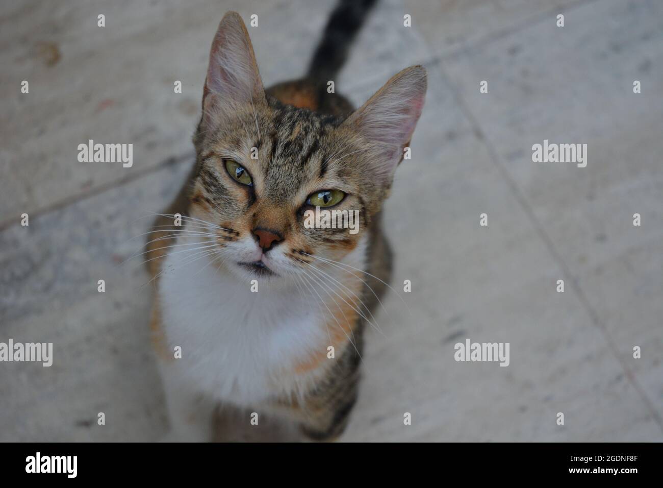 Eine Katze schaut auf die Kamera. Stockfoto