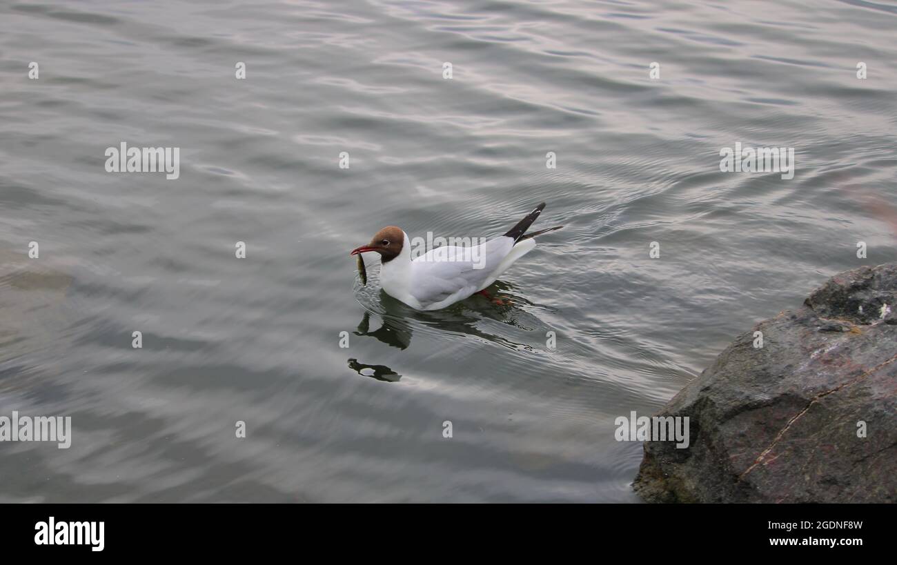 Naurulokki Stockfoto