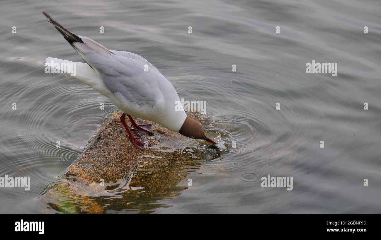 Naurulokki Stockfoto