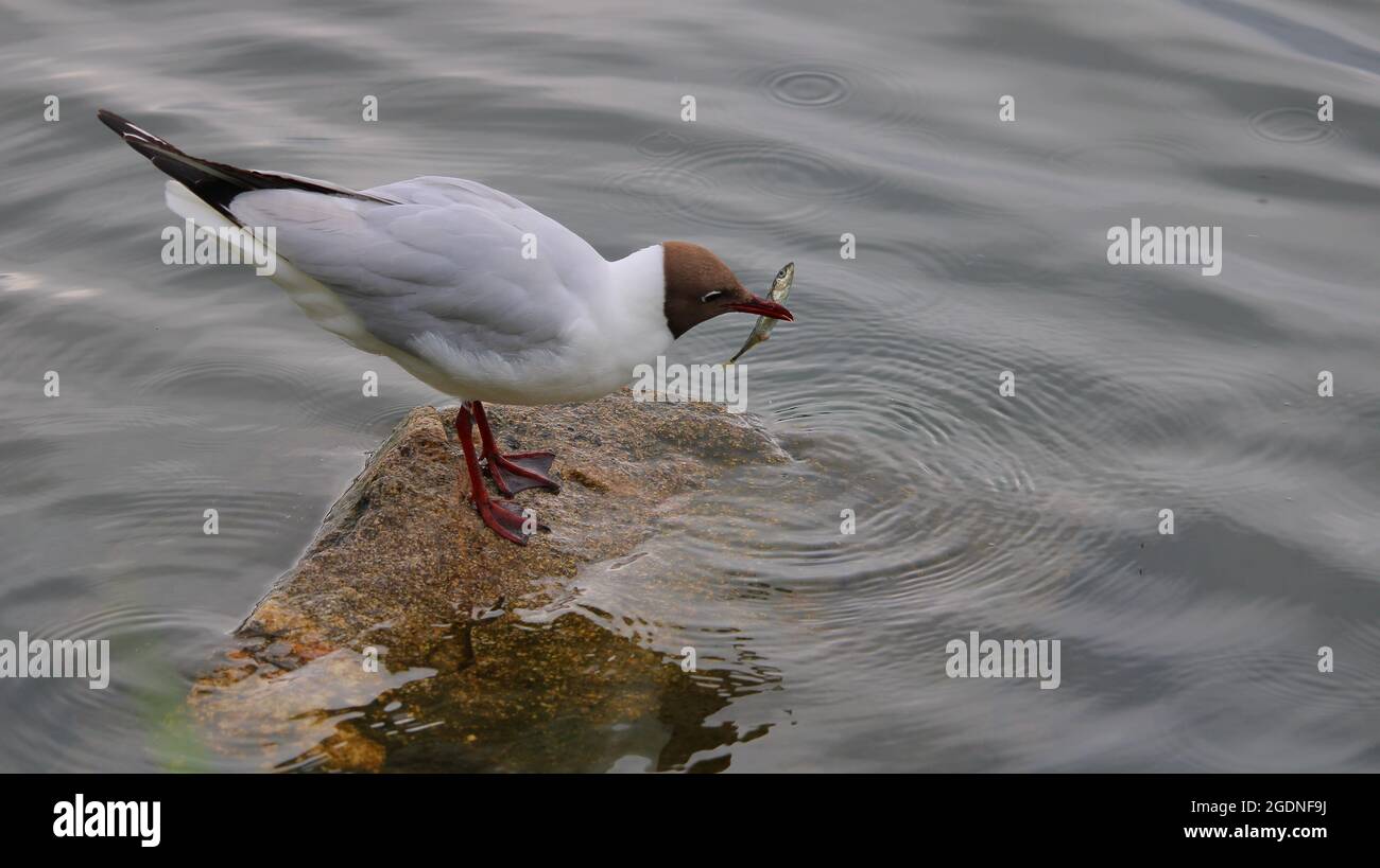 Naurulokki Stockfoto