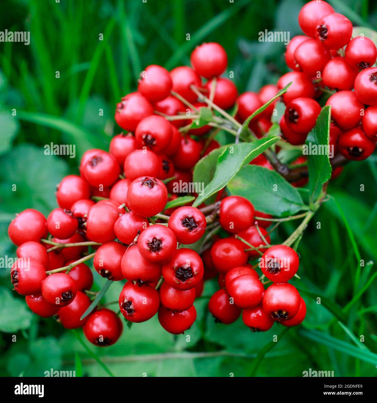 Rote Beeren (Cotoneaster horizontalis) im Garten. Herbstzeit Stockfoto