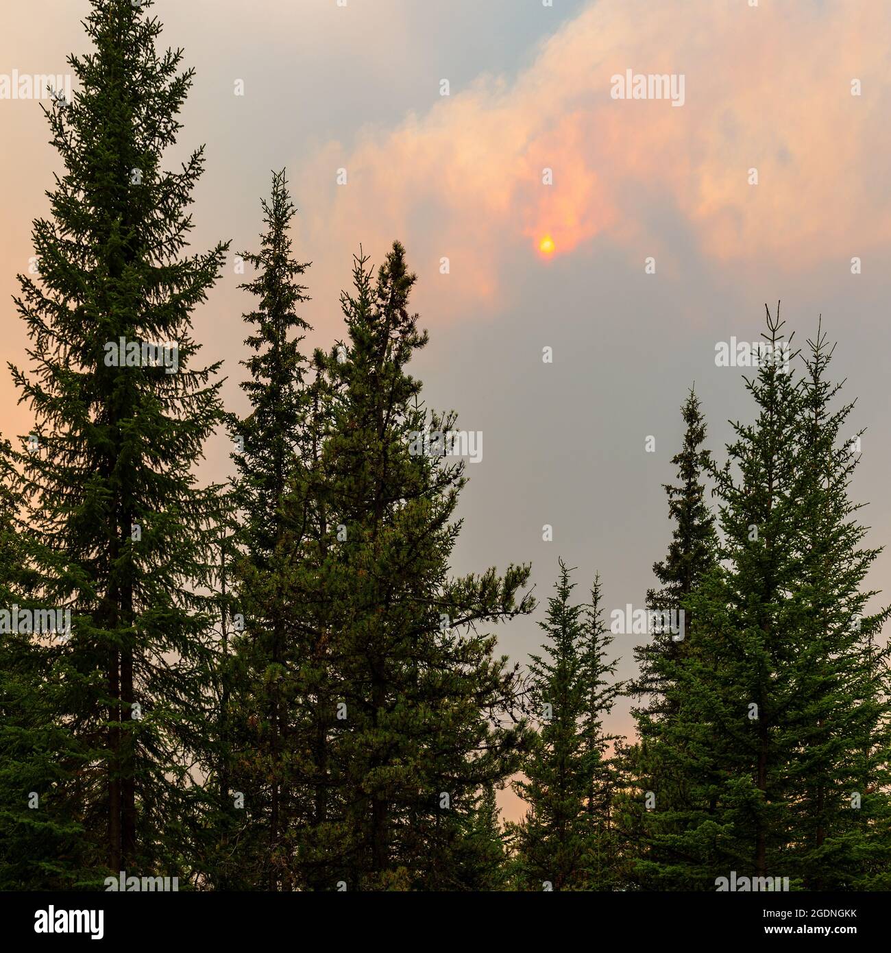 Waldbrandinferno in den Kiefernwäldern von British Columbia, Kanada. Waldbrände und Konzept des Klimawandels. Stockfoto