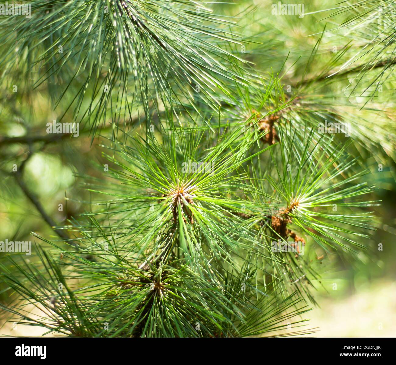 Kiefernäste aus der Nähe. Kiefergrüner Hintergrund. Themen Wald und Ökologie. Stockfoto