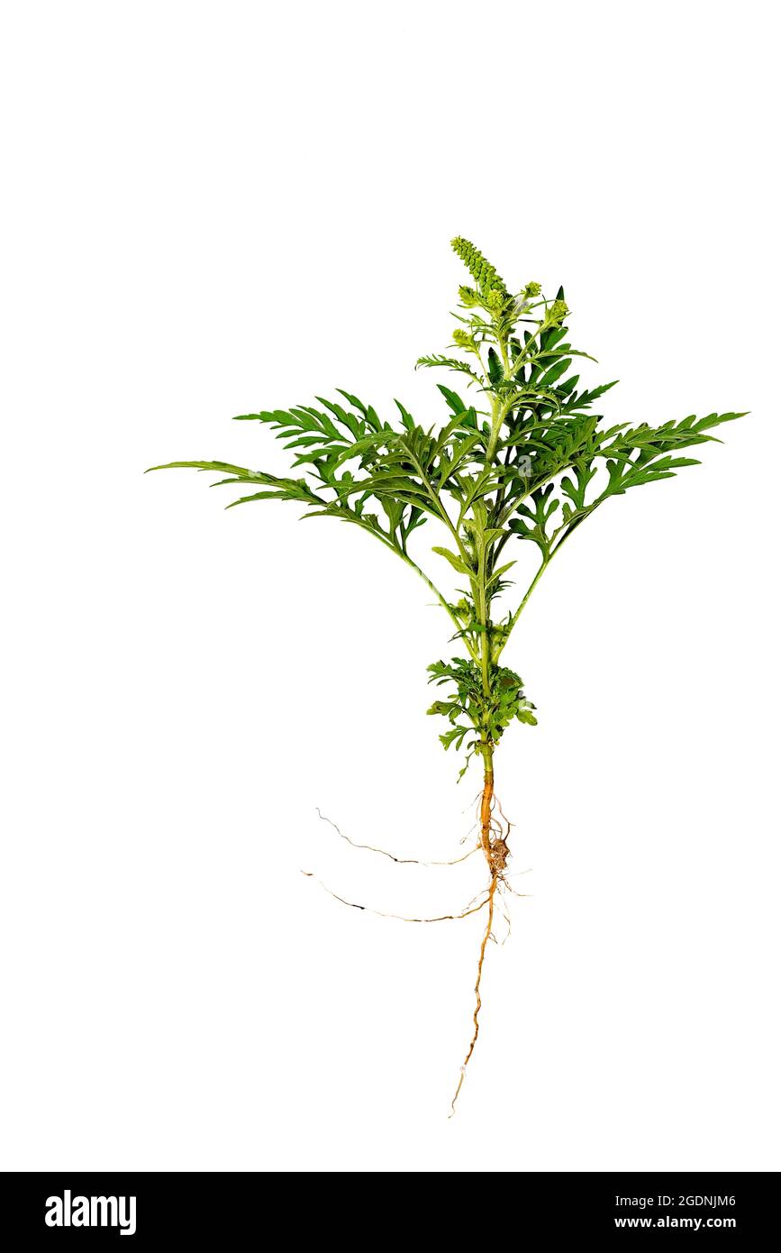 Saisonale Allergie-Zweig der Ragweed-Pflanze isoliert auf weißem Hintergrund. Blüten und Blätter von Ambrosia artemisiifolia. Stockfoto