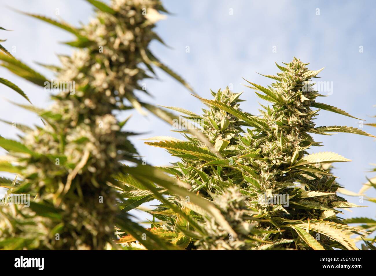 Blume Cannabis (Cannabis sativa). Cannabis enthält eine Gruppe von Chemikalien, die sogenannten Cannabinoide, die einen entspannenden narkotische Wirkung erzeugen, wenn verbraucht. Stockfoto